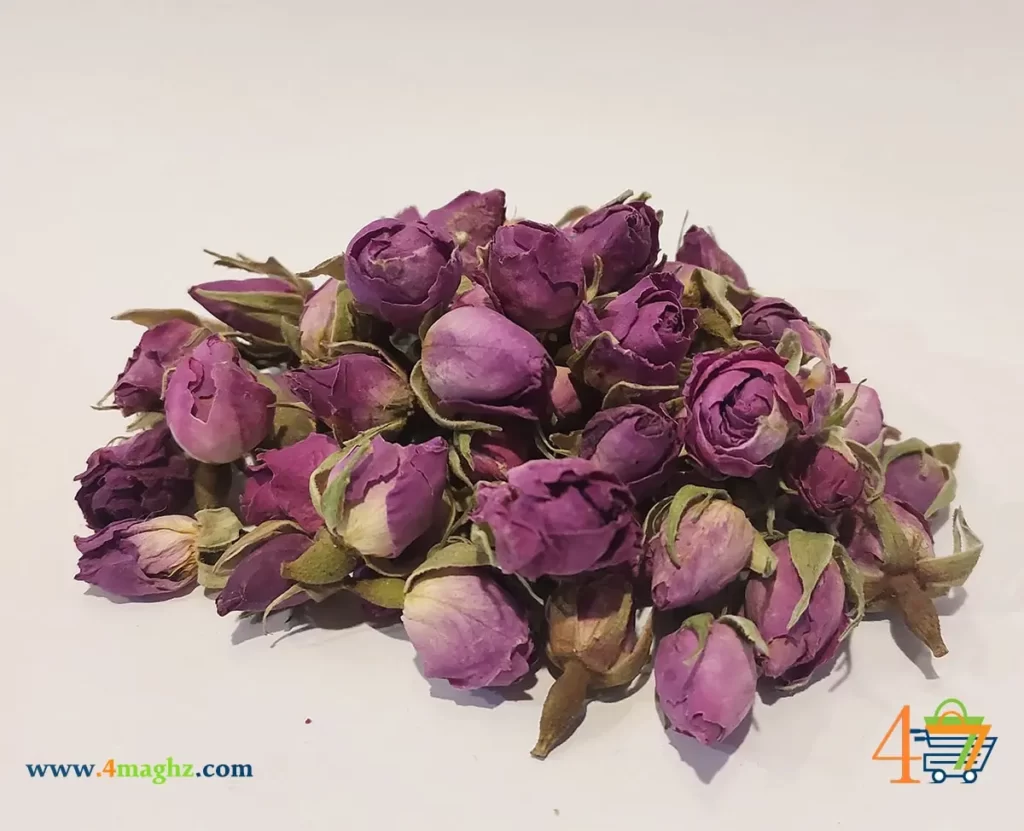 غنچه گل محمدی