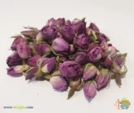 غنچه گل محمدی